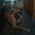 Boxer