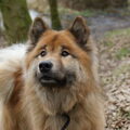 Eurasier