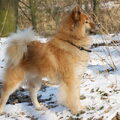 Eurasier