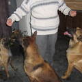 Belgische Herdershond, Mechelse