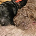 LuckylabradoodlesZeeland