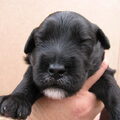 LuckylabradoodlesZeeland