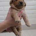 LuckylabradoodlesZeeland