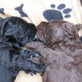 LuckylabradoodlesZeeland