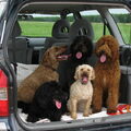 LuckylabradoodlesZeeland