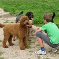 LuckylabradoodlesZeeland