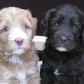 LuckylabradoodlesZeeland
