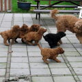 LuckylabradoodlesZeeland