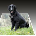 Flat Coated Retriever