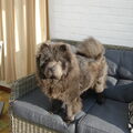 Chow chow