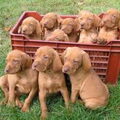 Vizsla (Hongaarse staande hond)