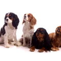 Cavalier King Charles Spaniel