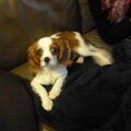 Cavalier King Charles Spaniel