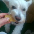 Maltezer