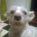 Maltezer