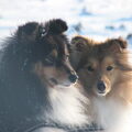 Sheltie