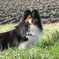 Sheltie