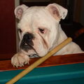 Old English Bulldog