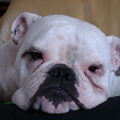 Old English Bulldog