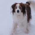 Kooikerhondje