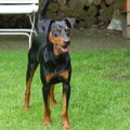 Duitse Pinscher