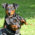 Duitse Pinscher