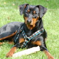 Duitse Pinscher