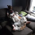 Studeren én met Laartje knuffelen. Ze houdt me wel alert hoor, want als ik in slaap val en stop met aaien schud ze eens ;)