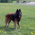 Tervuerense Herder