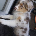 Australian Shepherd