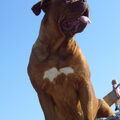 Bordeauxdog