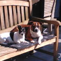 Staffordshire Bull Terrier