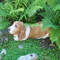 Basset Hound