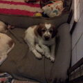 Welsh Springer Spaniel