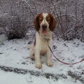Welsh Springer Spaniel