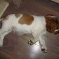 Welsh Springer Spaniel