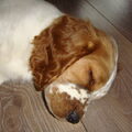 Welsh Springer Spaniel