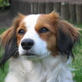 Kooikerhondje