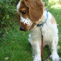 Welsh Springer Spaniel