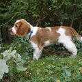Welsh Springer Spaniel