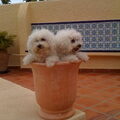 Bichon Frise