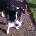 Border Collie