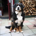 Berner Sennenhond