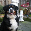 Berner Sennenhond