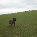 Cane Corso