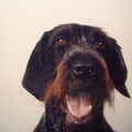 Duitse Staande Hond, Draadhaar