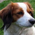 Kooikerhondje