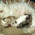 Maltezer