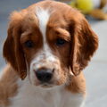Welsh Springer Spaniel