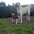 Anatolische herder